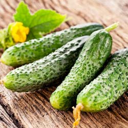 Pickling Cucumber, 'Fin de Meaux'